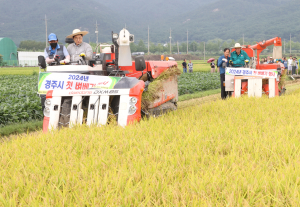 경주 남산들서 첫 벼 수확