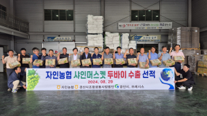경산 ‘샤인머스캣’ 두바이 첫 수출길 올라