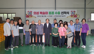 새콤달콤 의성 복숭아 0.8톤 홍콩 수출 선적식
