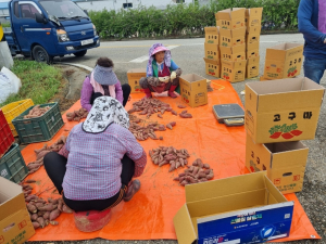 상주 낙동면 새마을지도자회, 고구마 수확