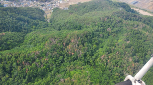 경북도, 소나무재선충병 확산 대응…정밀 항공예찰