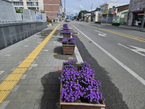 성주 초전면, 가을맞이 연도변 꽃길 조성
