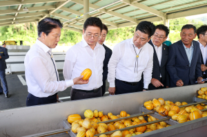 ‘사드’도 이겨낸 성주참외 6천억 돌파