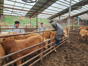 울진군, 2024년 하반기 구제역백신 일제 접종