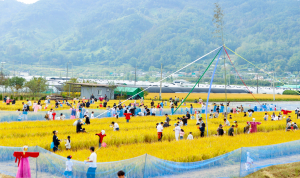 성주군 가야산황금들녘메뚜기축제 성료