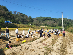 울진군 매화면, 고구마 수확체험 행사
