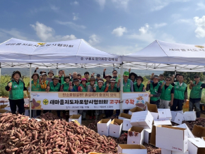 새마을지도자포항시협의회, 휴경지 고구마 수확