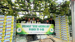 달콤한 포항 ‘샤인머스켓’ 두바이 식탁 오른다