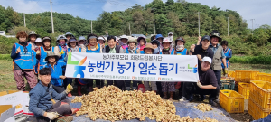 봉화농협, 가을 생강수확 농가 일손 돕기 구슬땀