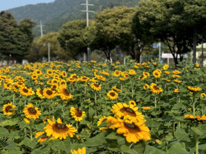 대구시 달성군 “논공 꽃단지 구경하러 오세요”