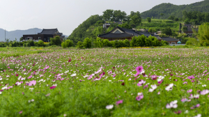 경주 양동마을로 오셔서 코스모스 물결 만끽하세요