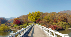 수몰 위기 안동 은행 나무 ‘구출 30주년’