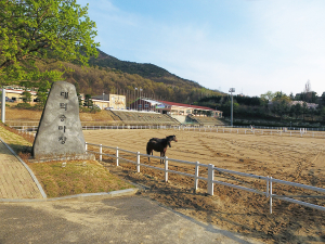 대덕승마장 “온가족 함께 승마체험해요”