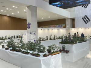 구미시, 국화 전시회…만개한 국화로 볼거리 제공