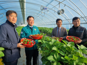 제철 맞은 ‘새콤달콤’ 명품 고령 딸기