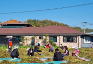 의성군보건소, 철파리 치유농업 메밀 수확