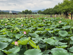경북도, 산림청이 인정한 경북의 잘 가꾼 도시숲은?