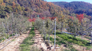 안동농기센터, 겨울 사과원 관리 철저 당부