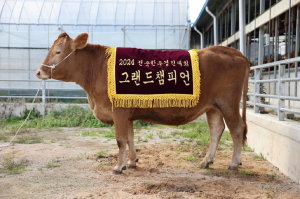 경북한우, 전국 한우경진대회 대통령상 수상