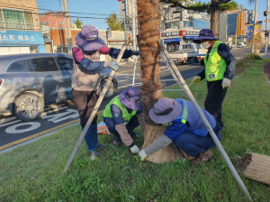 포항시 도심 녹지시설 ‘꼼꼼한 월동 준비’