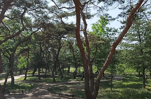 의성군, 소나무재선충병 예방나무주사