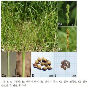 상주국립낙동강생물자원관, 미기록 담수식물 2종 국내 최초 확인