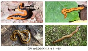 상주국립낙동강생물자원관, 습지플라나리아류 신종 21종 발견
