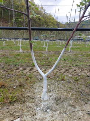 한파 대비 농가 관리 철저 당부 道농기원, 현장기술지원 강화