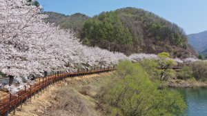 <특집> 벚꽃부터 산타까지…사계절 축제도시 봉화로 떠나자