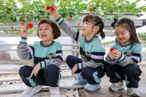 기술과 도전으로 ‘의성청년딸기’ 도약