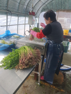 ‘봄내음 물씬’ 경산 육동미나리 본격 출하