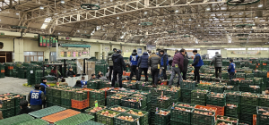 안동농협 농산물공판장 ‘출하장려금’ 확대