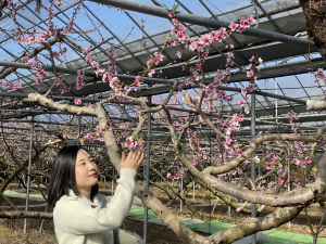 경산 복숭아 하우스, 봄을 알리는 첫 꽃망울 터뜨려