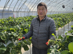 영일만 딸기로 K-과일브랜드 알린다