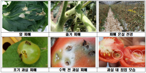 김천시, 검역 해충 토마토뿔나방 방제약제 지원
