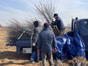 경산묘목시장, 봄철 묘목 출하