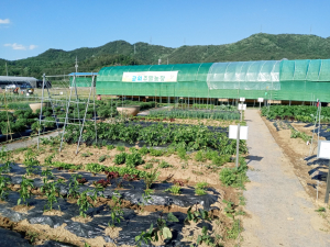 대구 군위군, 주말농장 분양