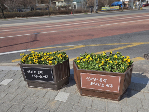 영주시, 도심에 봄꽃 ‘팬지’ 식재