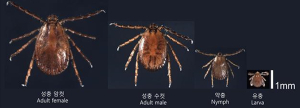 대구보건환경연구원, 4월 참진드기 개체수 급증…병원체 여부조사