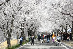 달성군 곳곳에서 벚꽃축제 열린다