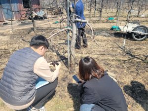 경북도농기원, 사과 주산지 손실 절감 팔 걷어