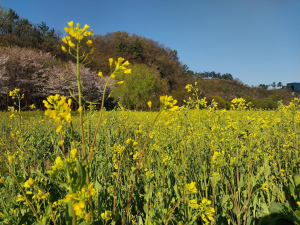 대구 수성구 팔현생태공원, 레몬빛 유채꽃 만개