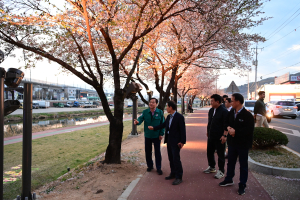밤에도 밝고 아름다운 김천 직지천 벚꽃길