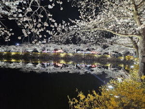 ‘벚꽃 명소’ 김천 연화지서 봄밤 만끽