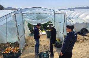 달성군, 토마토뿔나방 확산…퇴치 집중