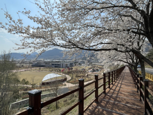 청도군, 신화랑달빛수련길 데크·경관조명 공사 준공