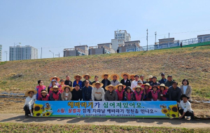 칠곡군 “왜성 해바라기 정원 가꾸고 꿀벌 살리자”