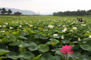 경주시, 동궁과 월지 연꽃 새단장 나선다