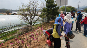 성주 초전면 동포1리, 마을 입구 꽃 식재