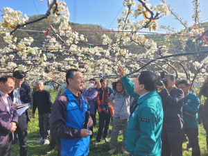 경주시, 이상저온 배꽃 피해 농가에 긴급 예비비 4천만원 투입